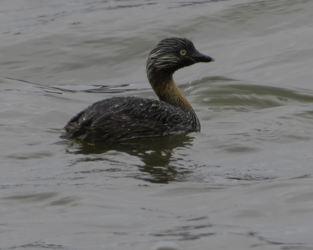 New Zealand Grebe - ML642343565