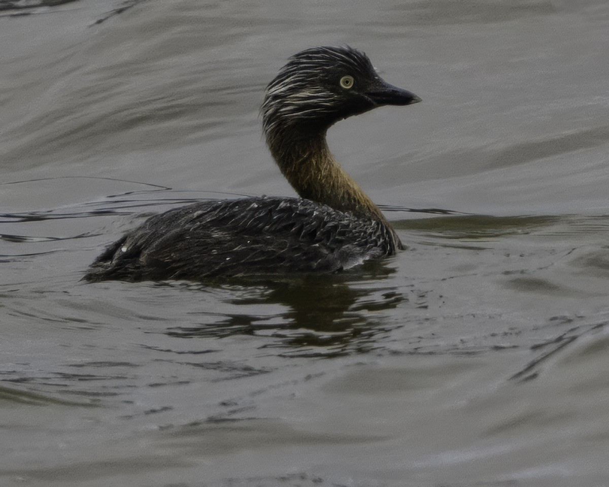 New Zealand Grebe - ML642343566