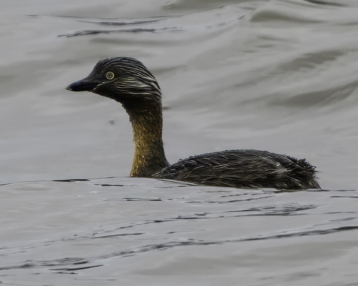 New Zealand Grebe - ML642343567