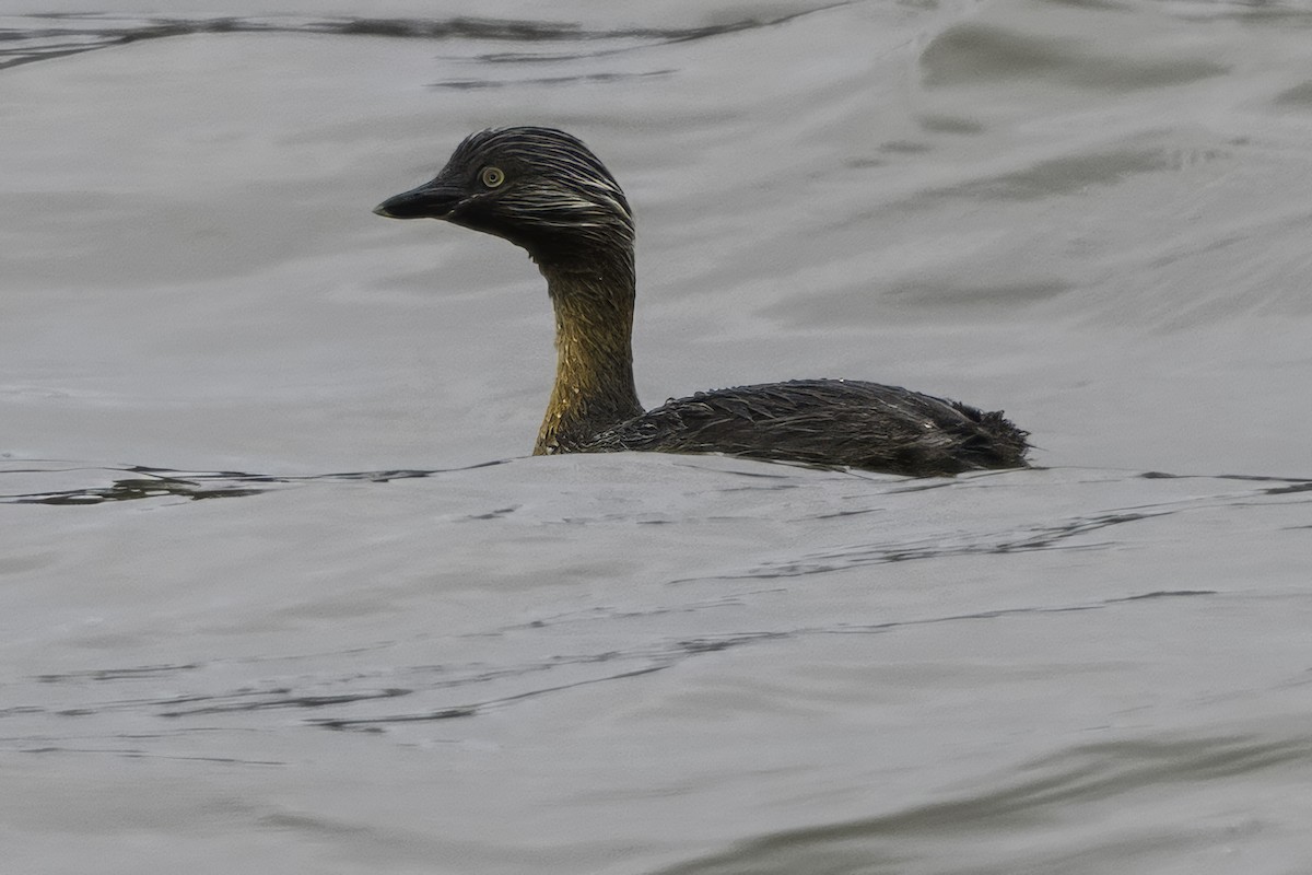 New Zealand Grebe - ML642343568