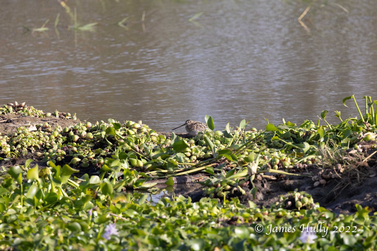 African Snipe - ML642343607