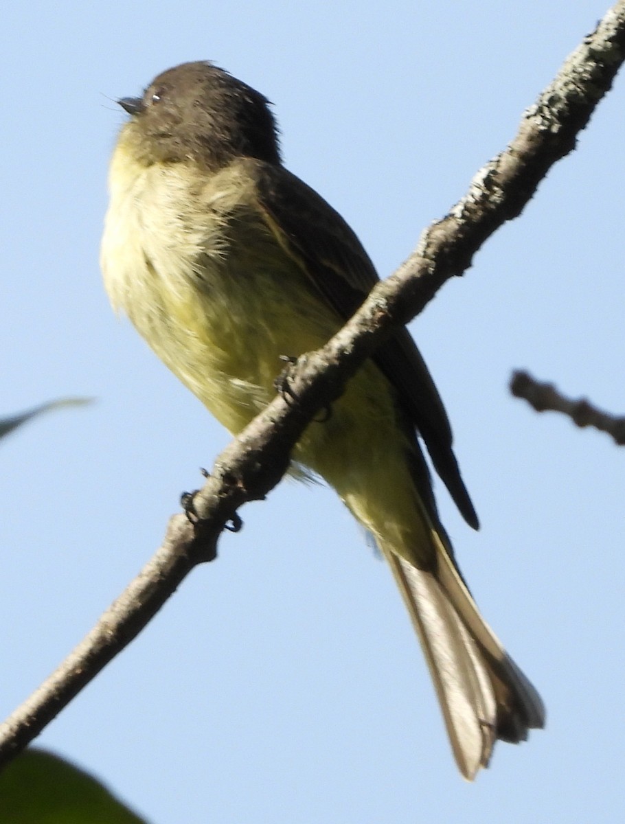 Eastern Phoebe - ML642343614