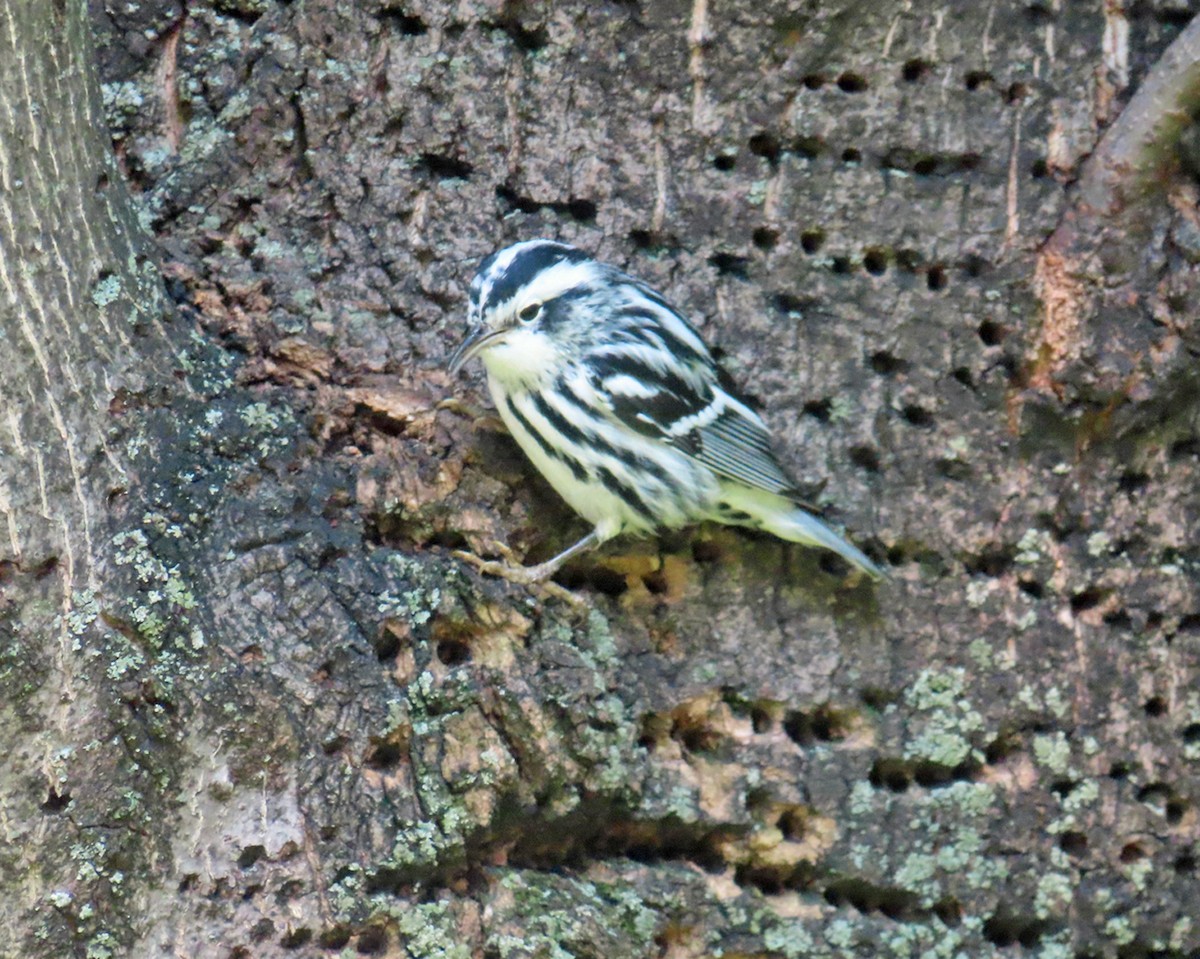 Black-and-white Warbler - ML642343616