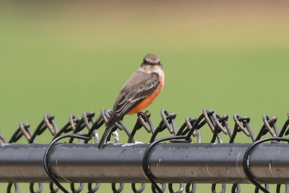 Vermilion Flycatcher - ML642343625