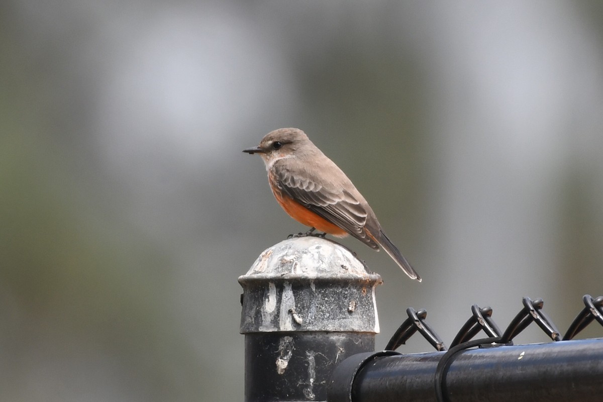Vermilion Flycatcher - ML642343626