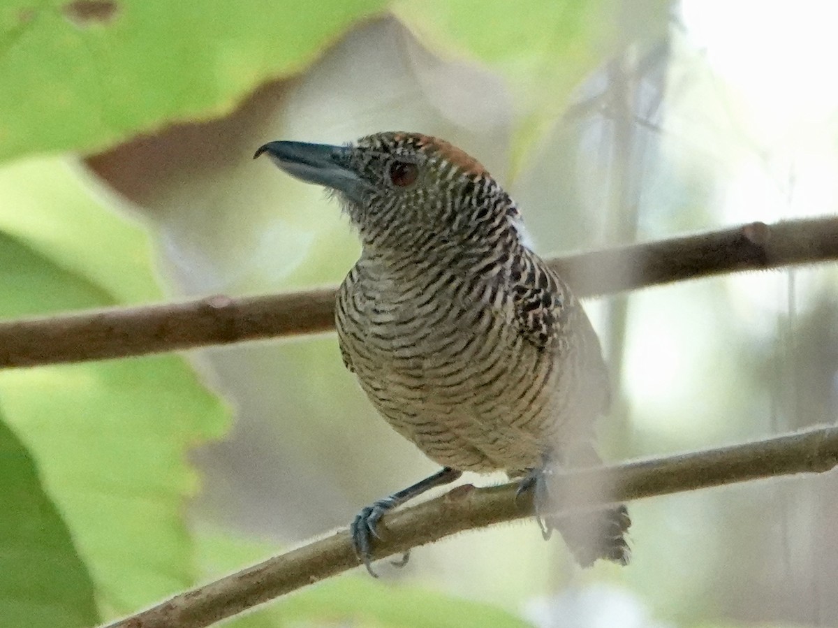 Fasciated Antshrike - ML642343627