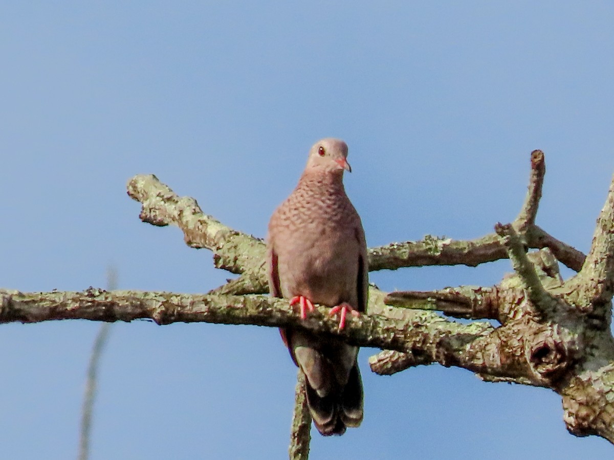 Common Ground Dove - ML642343647