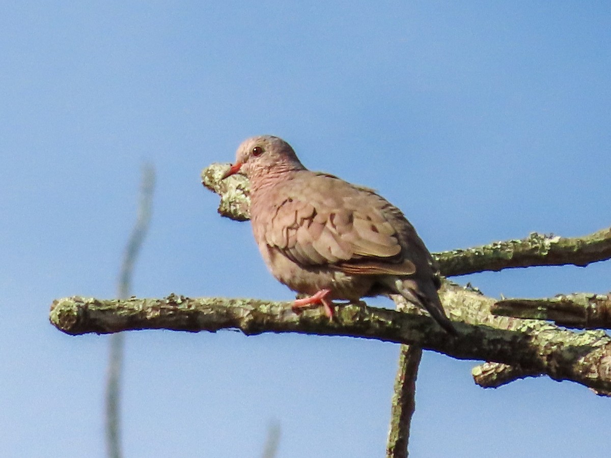 Common Ground Dove - ML642343660