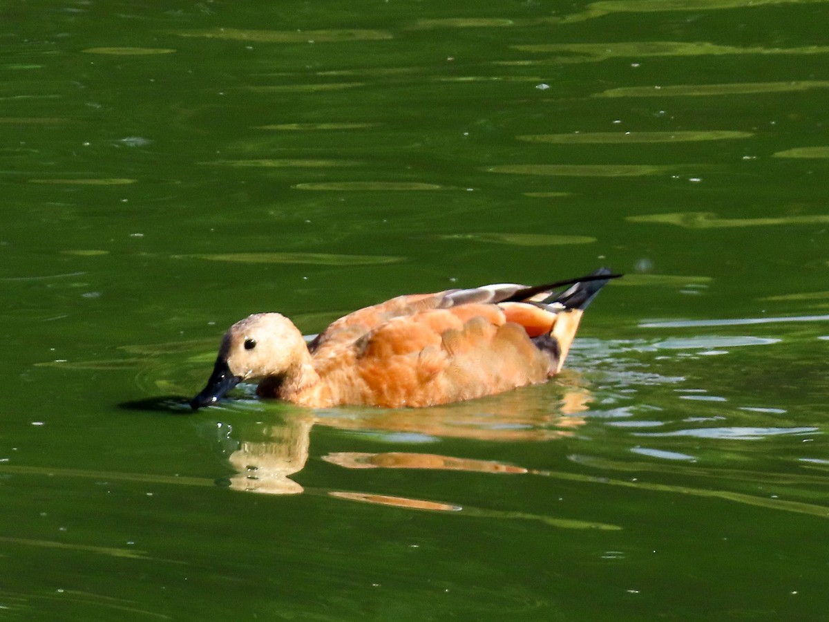 Ruddy Shelduck - ML642343705
