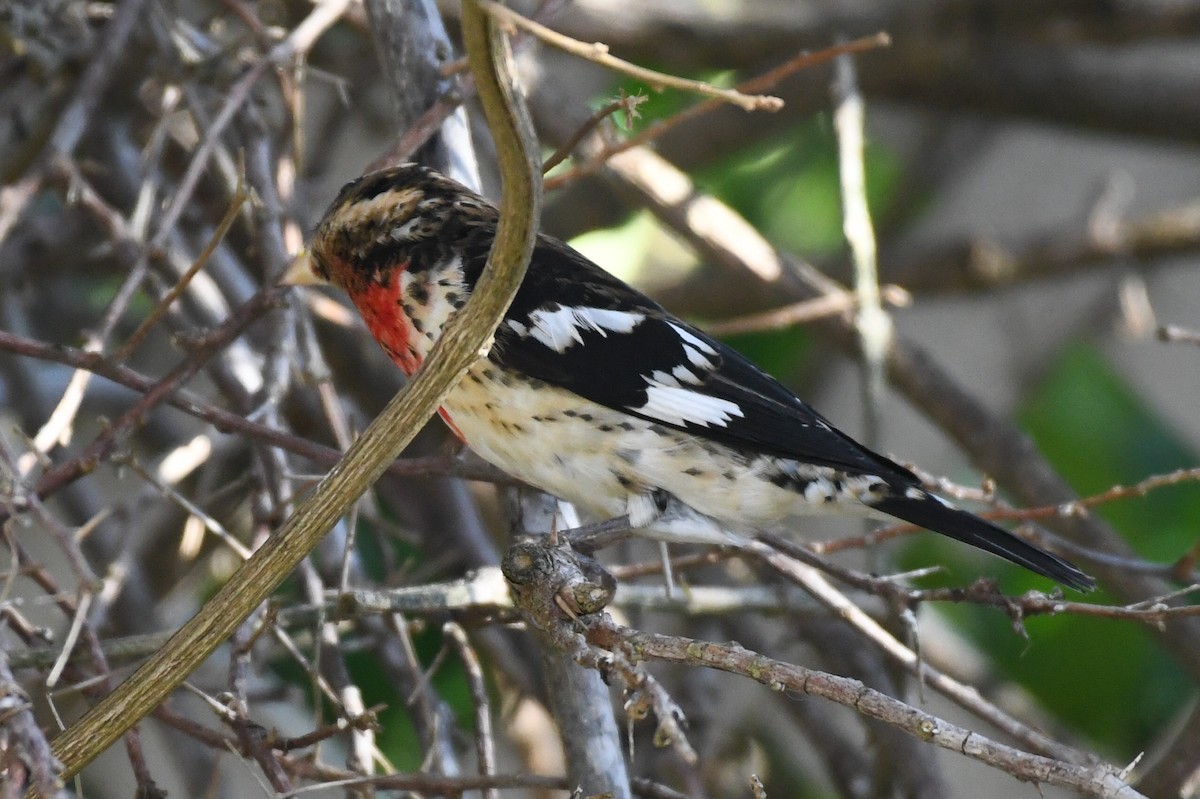 Rose-breasted Grosbeak - ML642343714