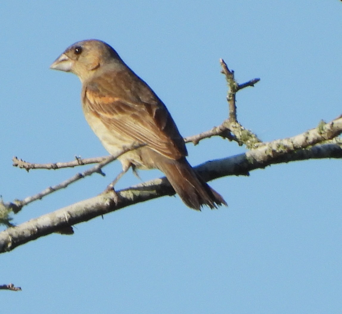 Blue Grosbeak - ML642343716