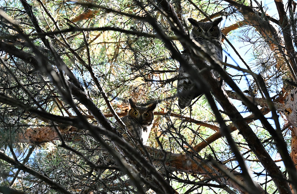 Great Horned Owl - ML642343718
