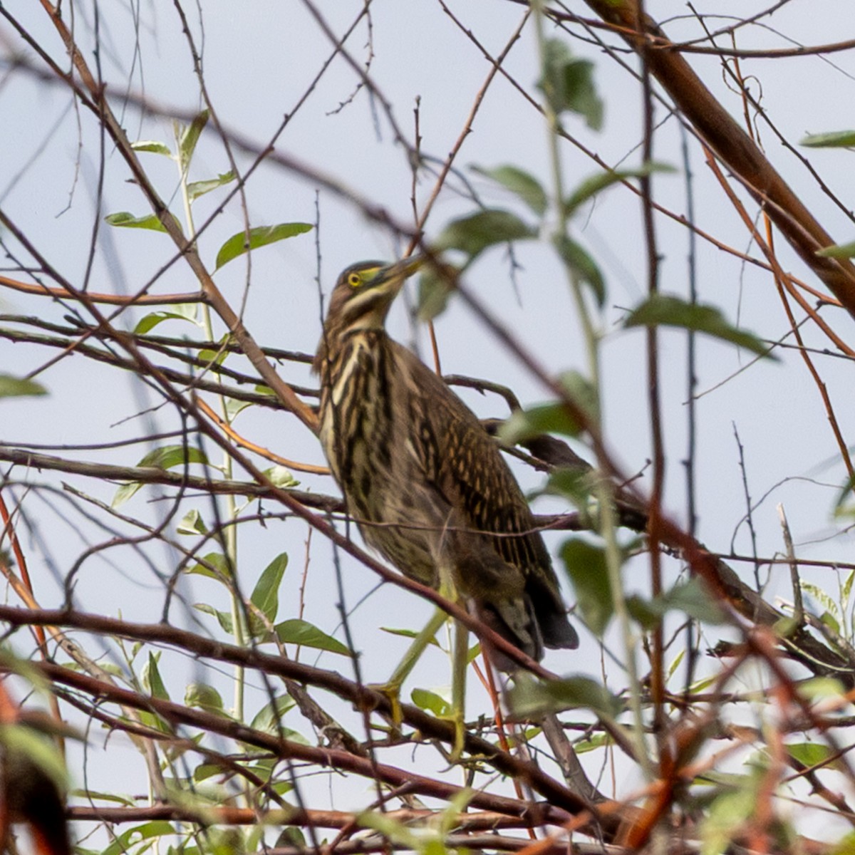 Green Heron - ML642343720