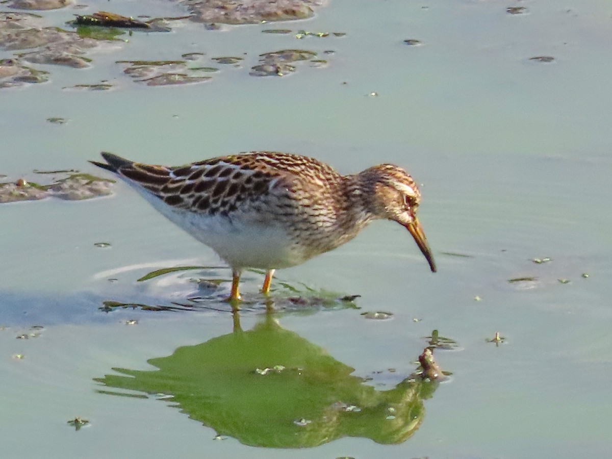 Pectoral Sandpiper - ML642343754