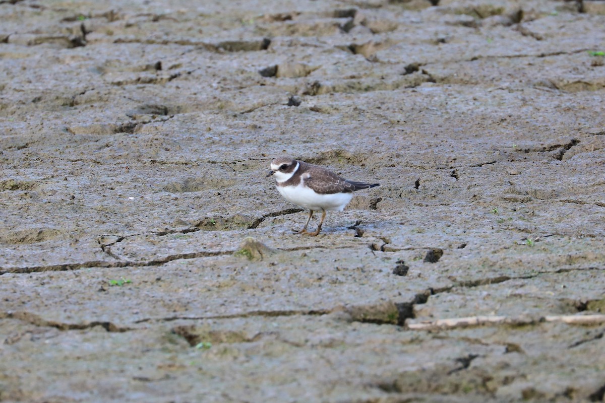 Semipalmated Plover - ML642343755