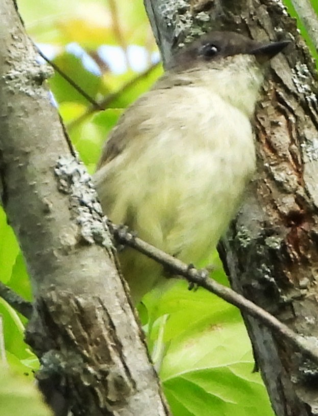 Eastern Phoebe - ML642343766