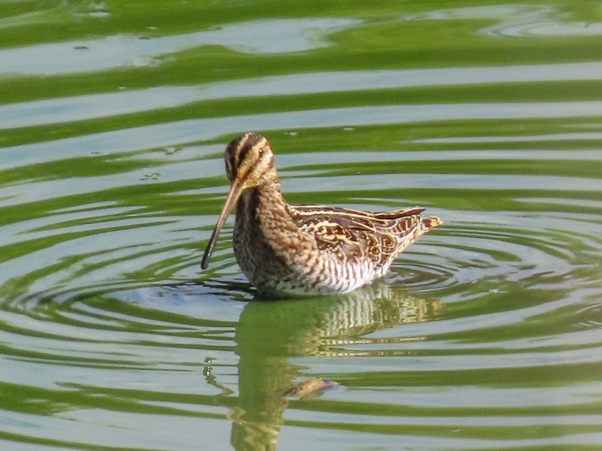 Wilson's Snipe - ML642343778
