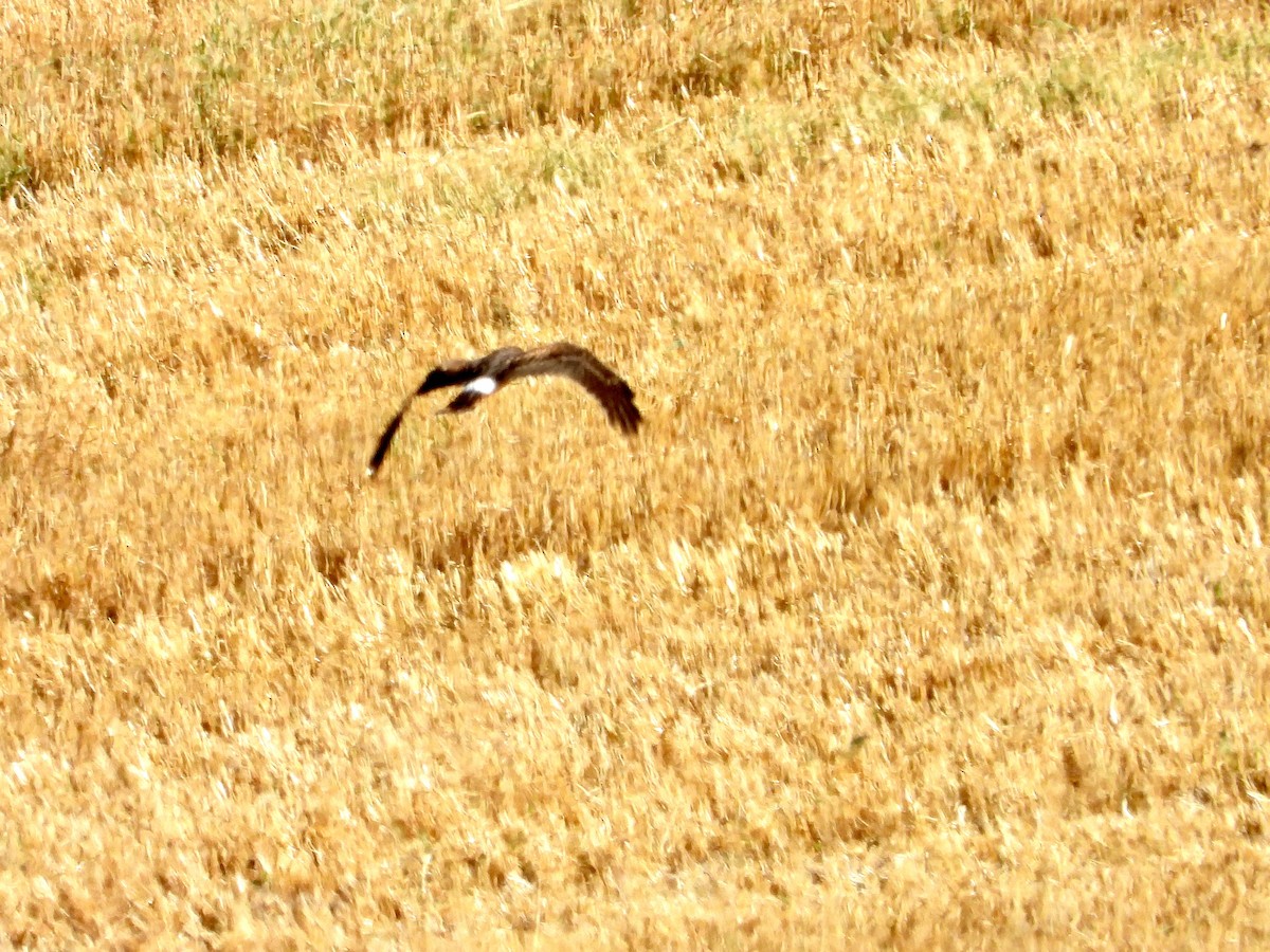 Northern Harrier - ML642343789