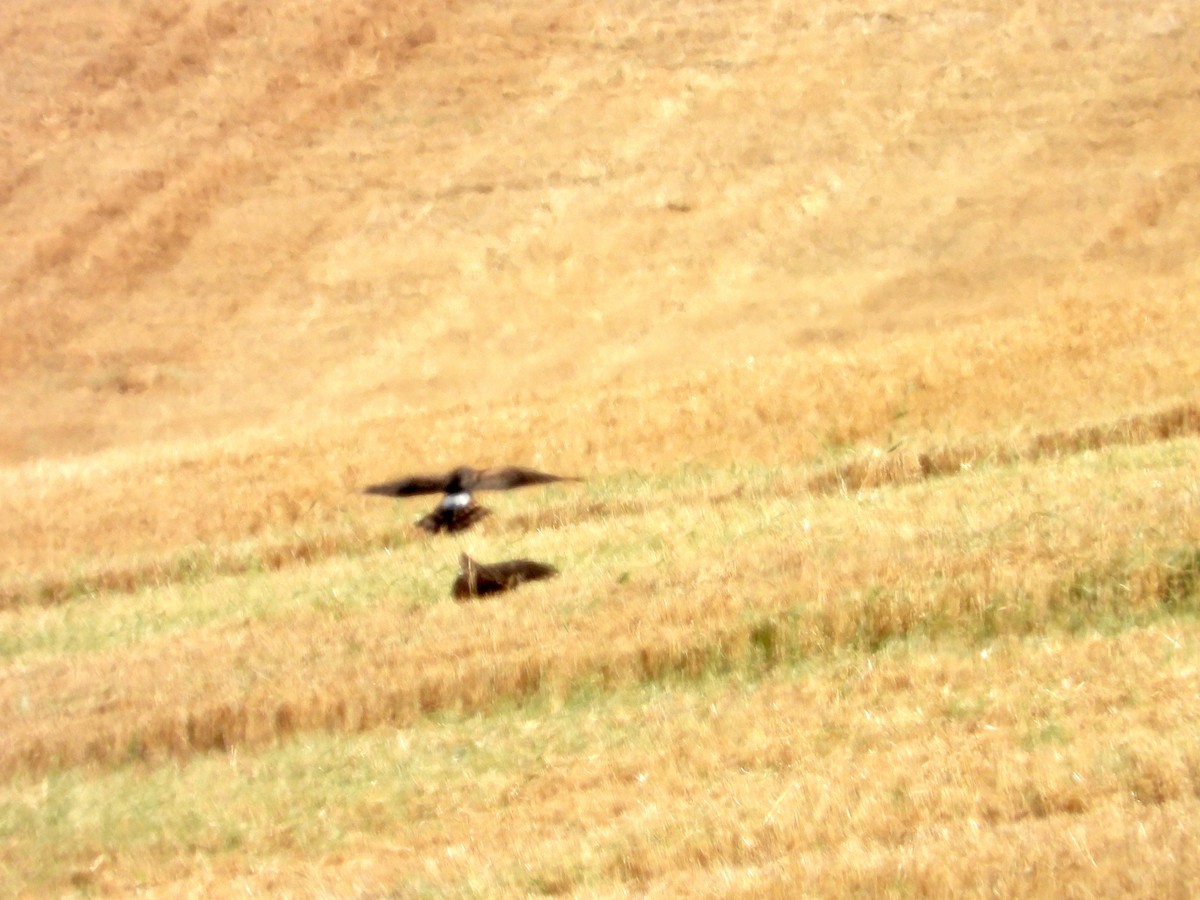 Northern Harrier - ML642343790