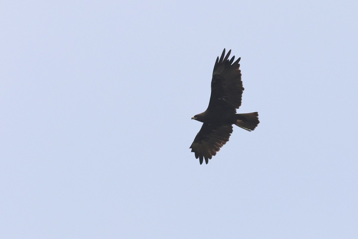 Wahlberg's Eagle - ML642343796