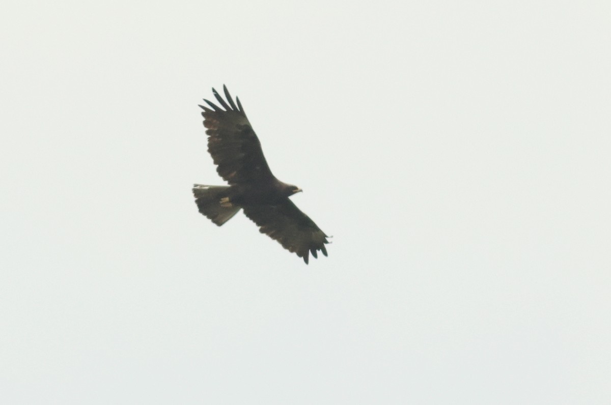 Wahlberg's Eagle - ML642343797