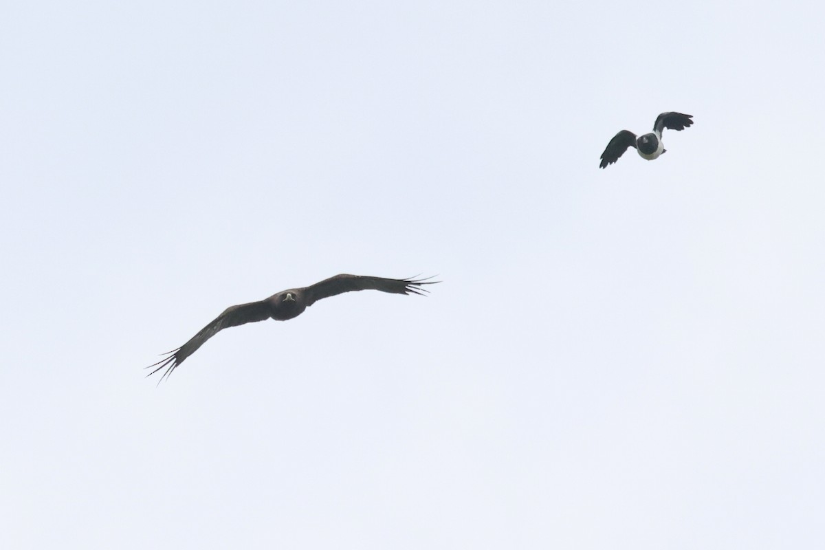 Wahlberg's Eagle - ML642343798