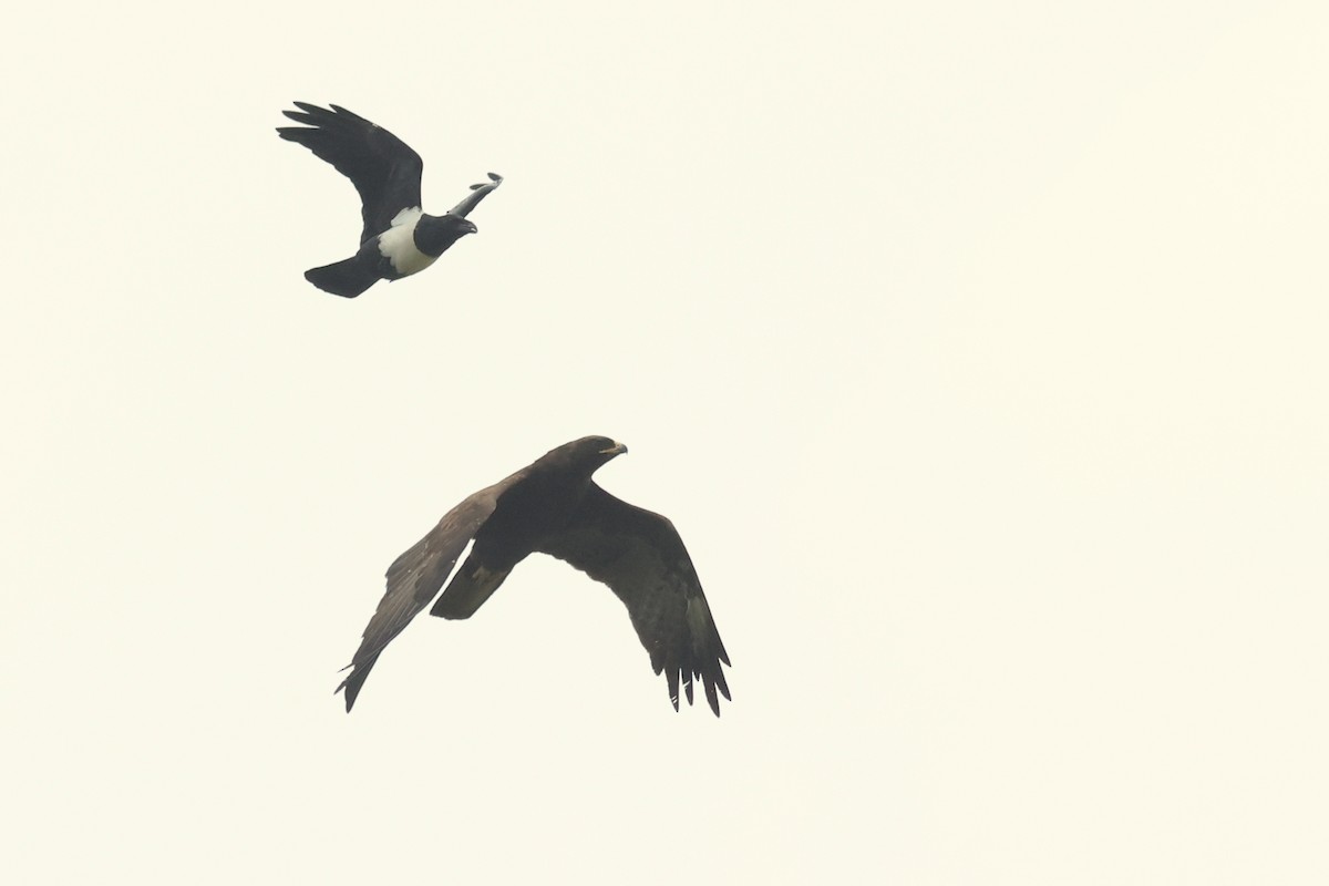 Wahlberg's Eagle - ML642343799