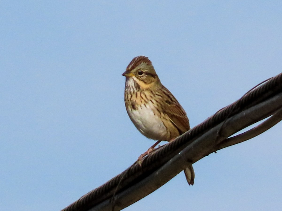 Lincoln's Sparrow - ML642343820