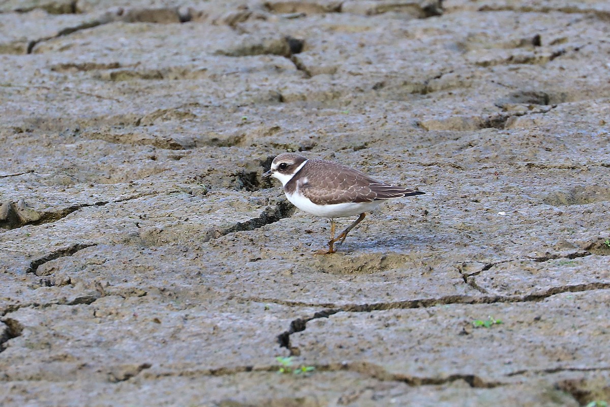 Semipalmated Plover - ML642343832