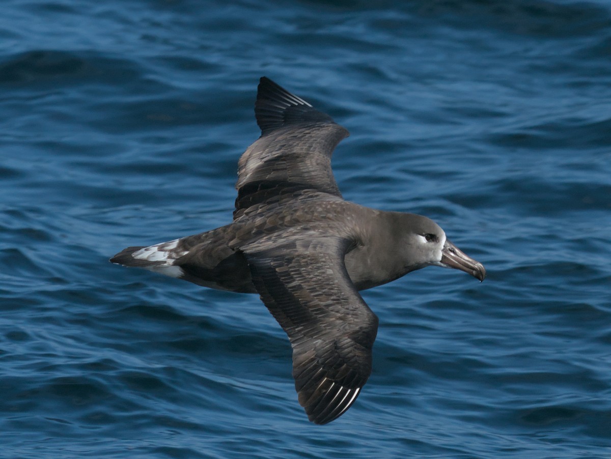 Schwarzfußalbatros - ML642343837