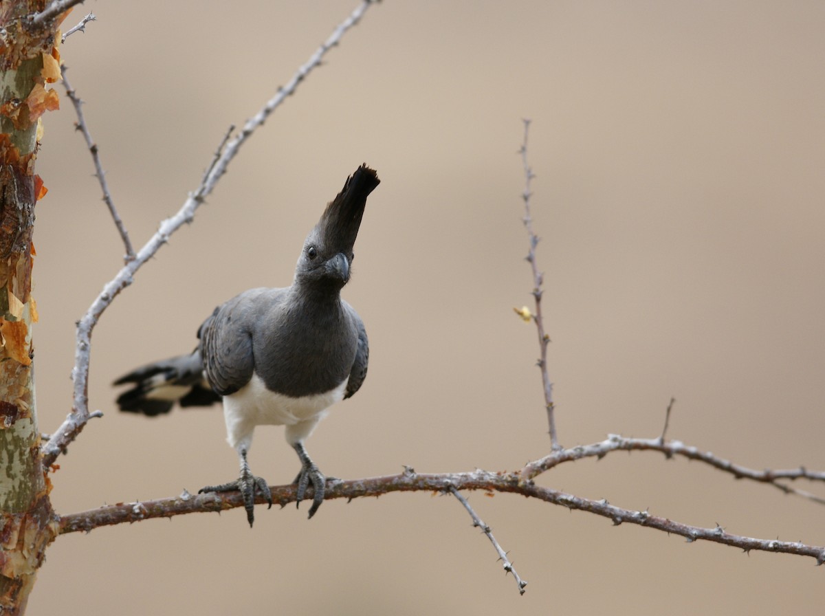 White-bellied Go-away-bird - ML642343848