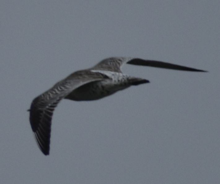 Bar-tailed Godwit - ML642343874