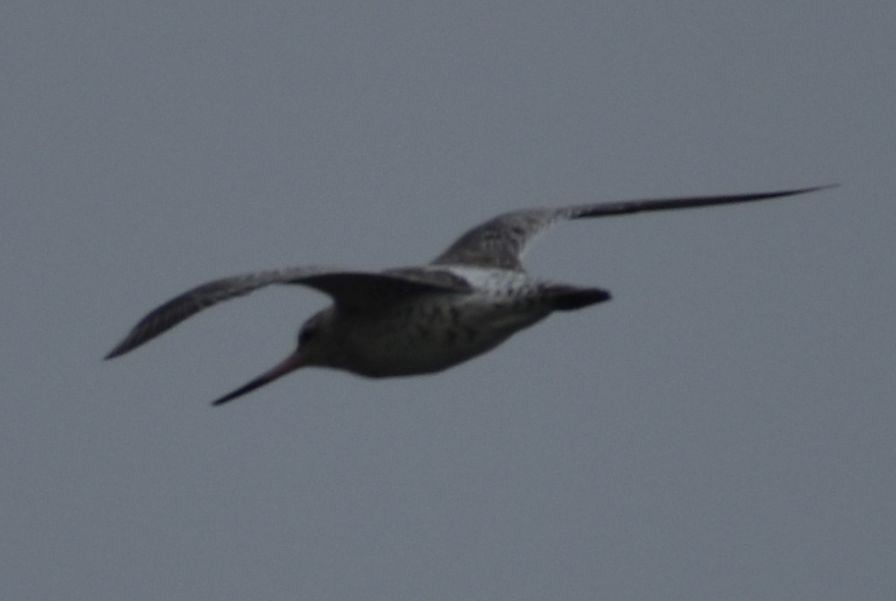 Bar-tailed Godwit - ML642343875