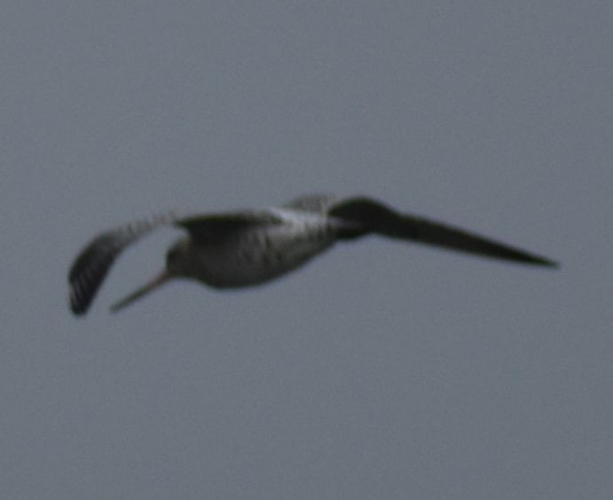 Bar-tailed Godwit - ML642343876