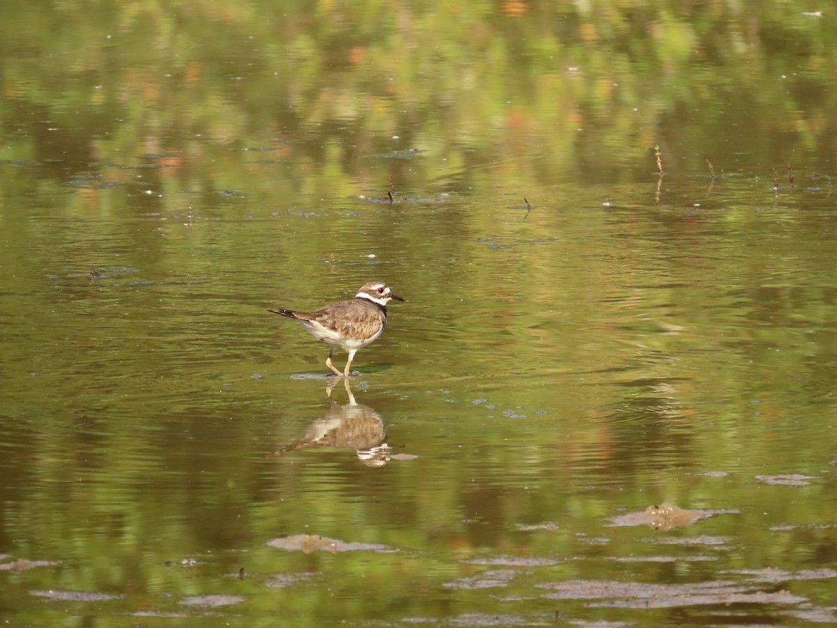 Killdeer - ML642343896