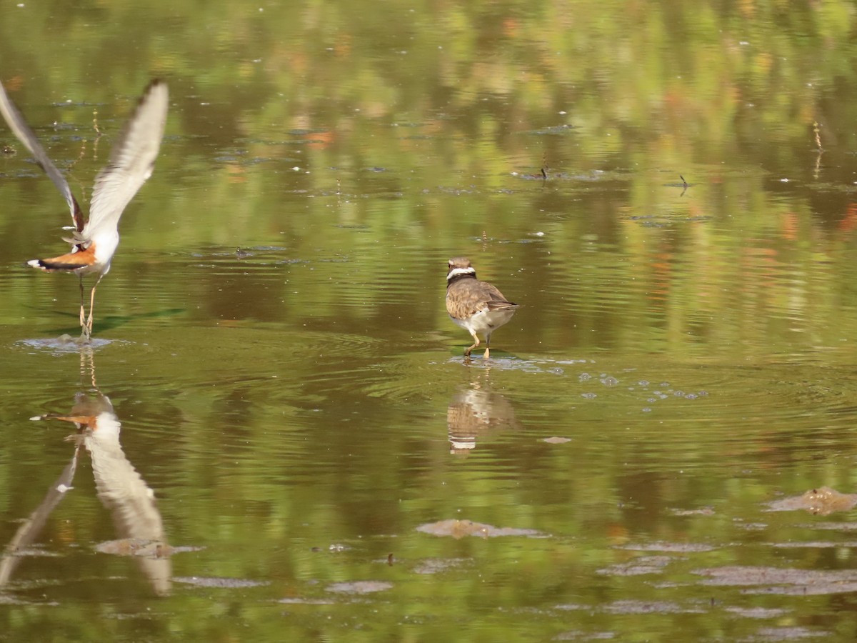 Killdeer - ML642343897