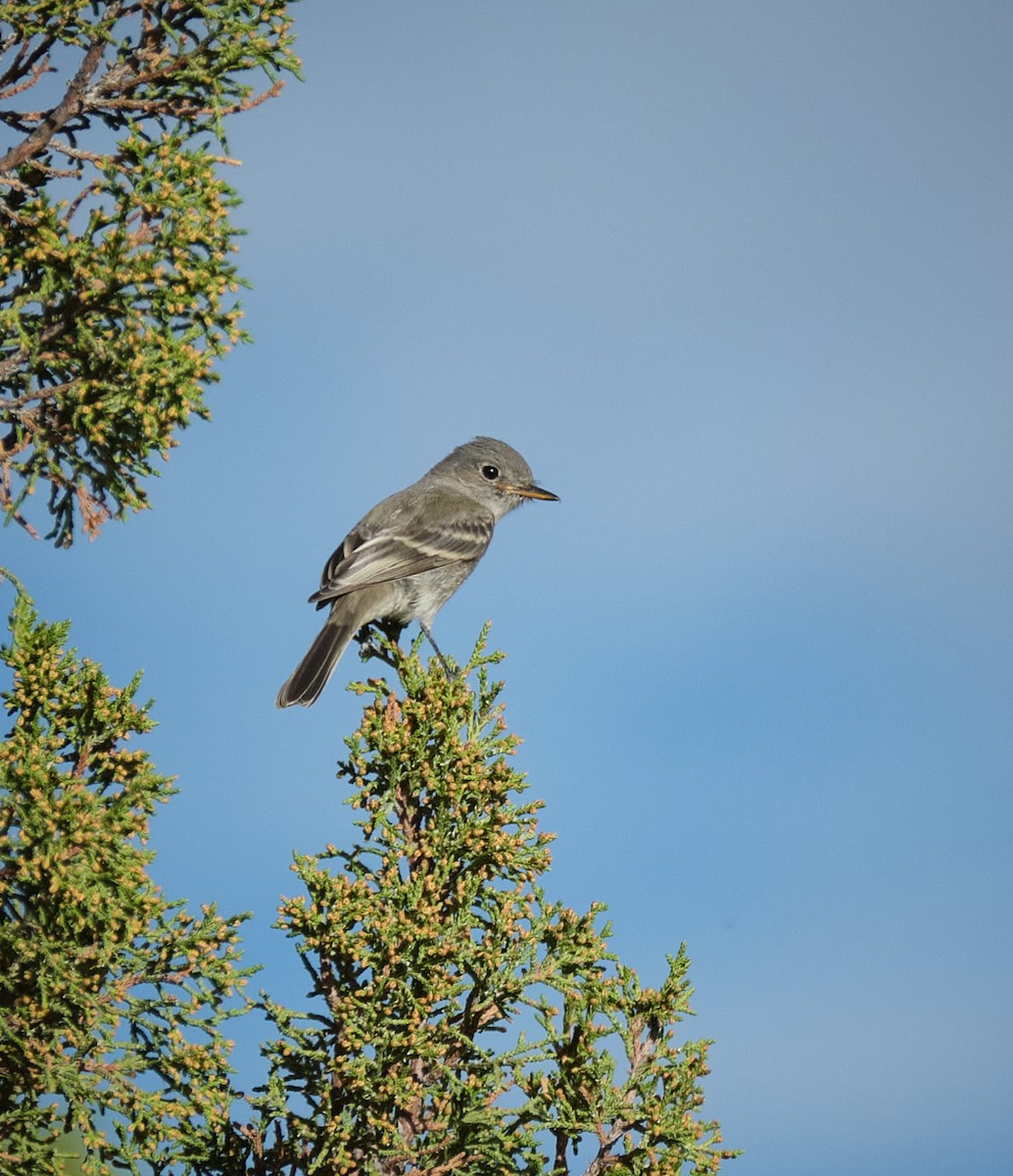 Gray Flycatcher - ML642343912