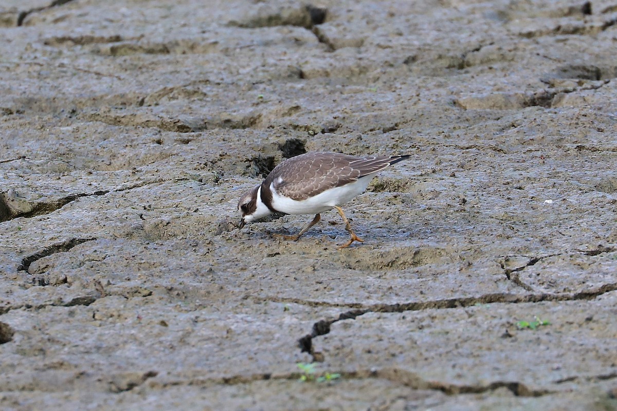 Semipalmated Plover - ML642343930