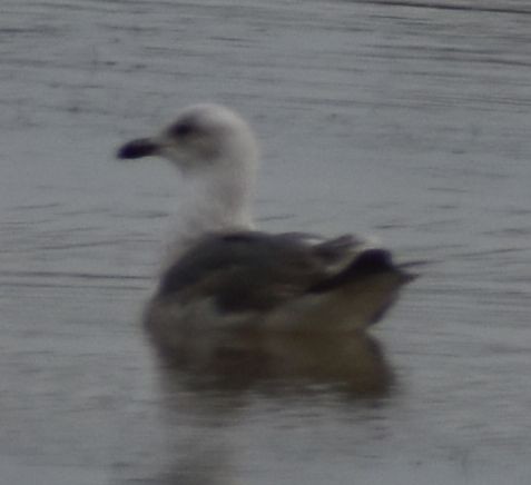 Larus sp. - ML642343944