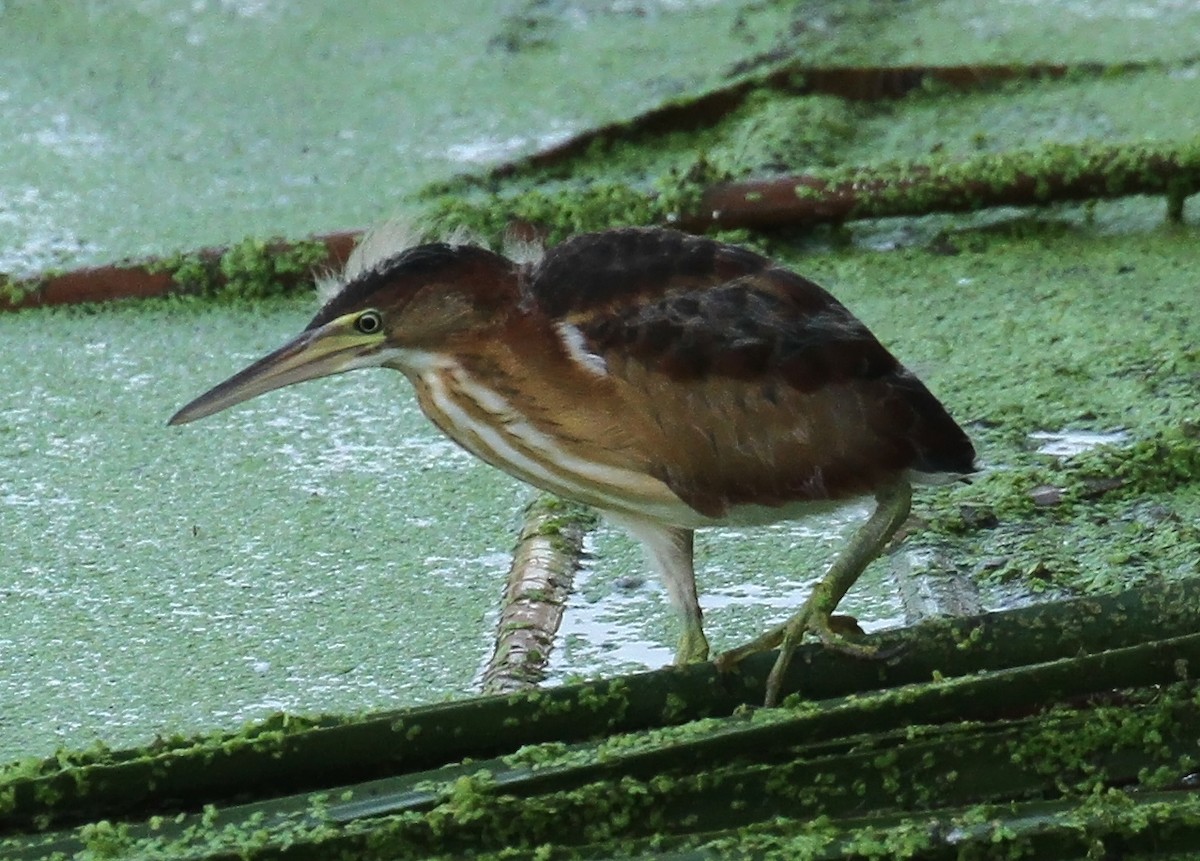 Least Bittern - ML642343945