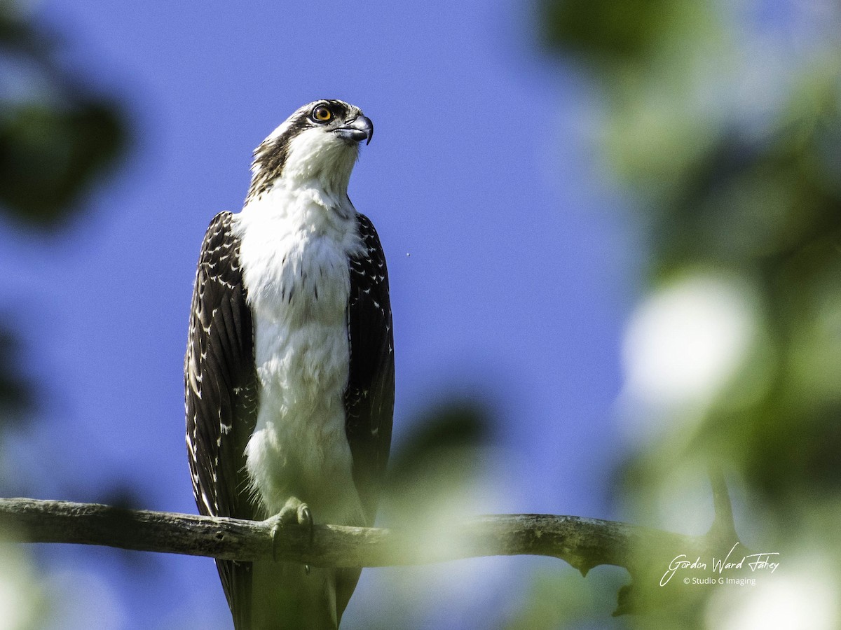 Osprey - ML642343946