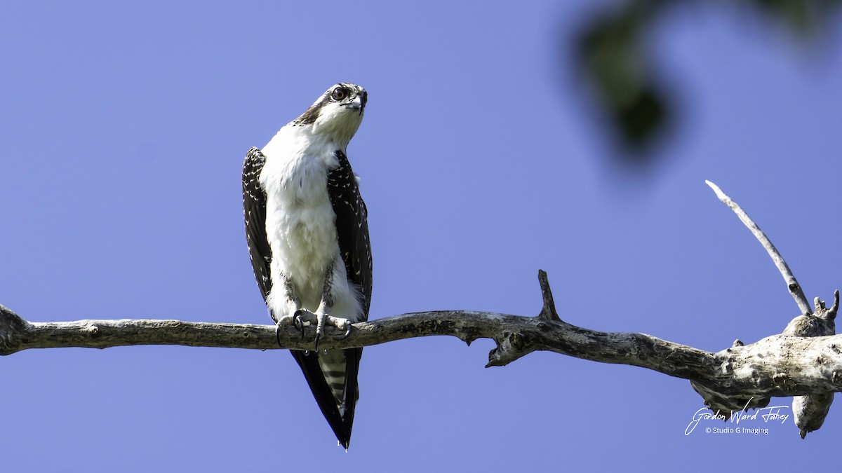Osprey - ML642343947