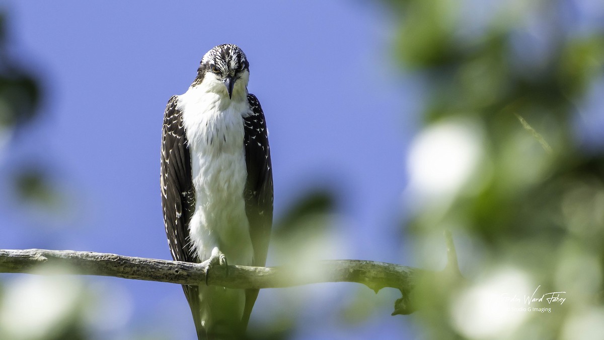 Osprey - ML642343948