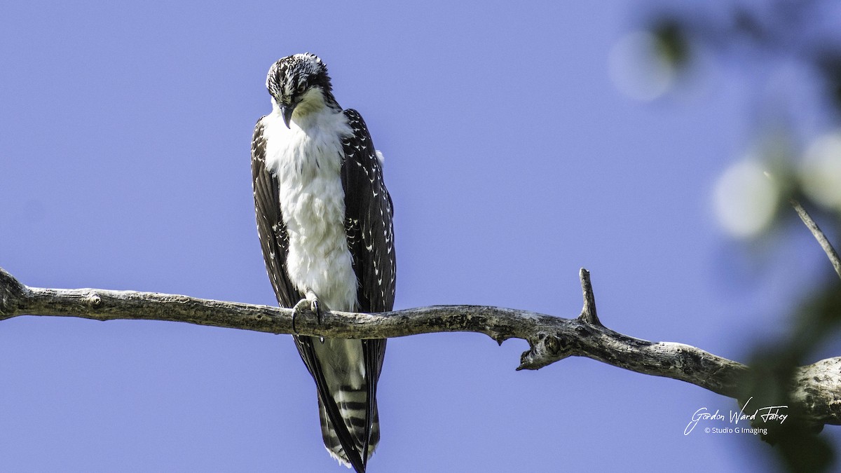 Osprey - ML642343949