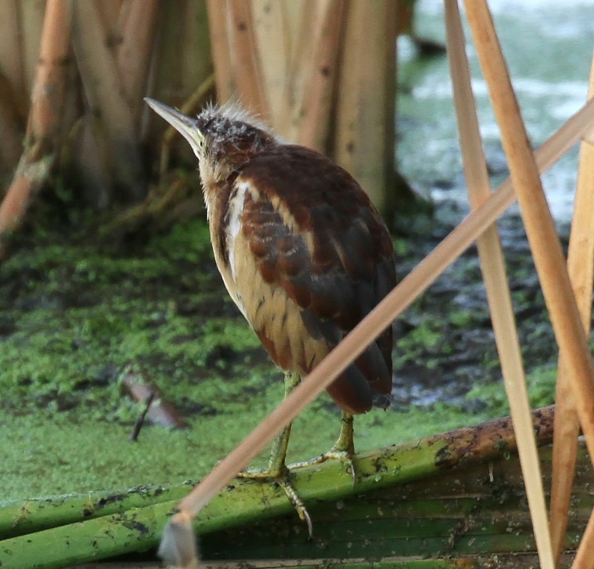 Least Bittern - ML642343955