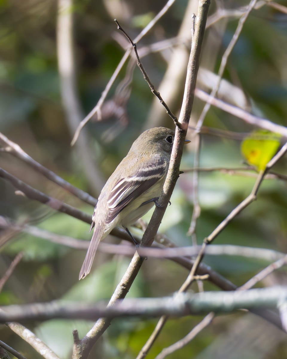 Zwergschnäppertyrann - ML642343957