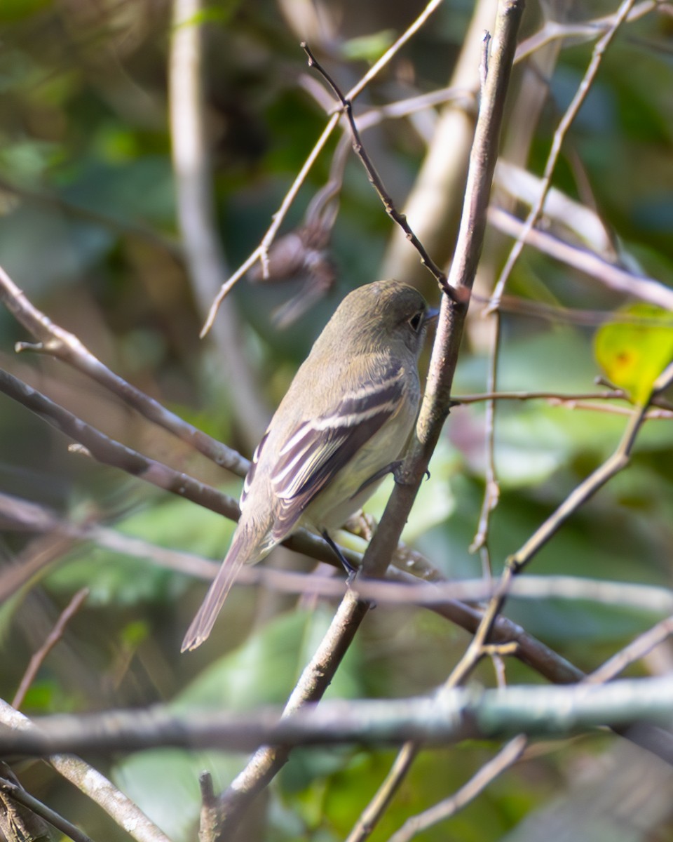 Zwergschnäppertyrann - ML642343958