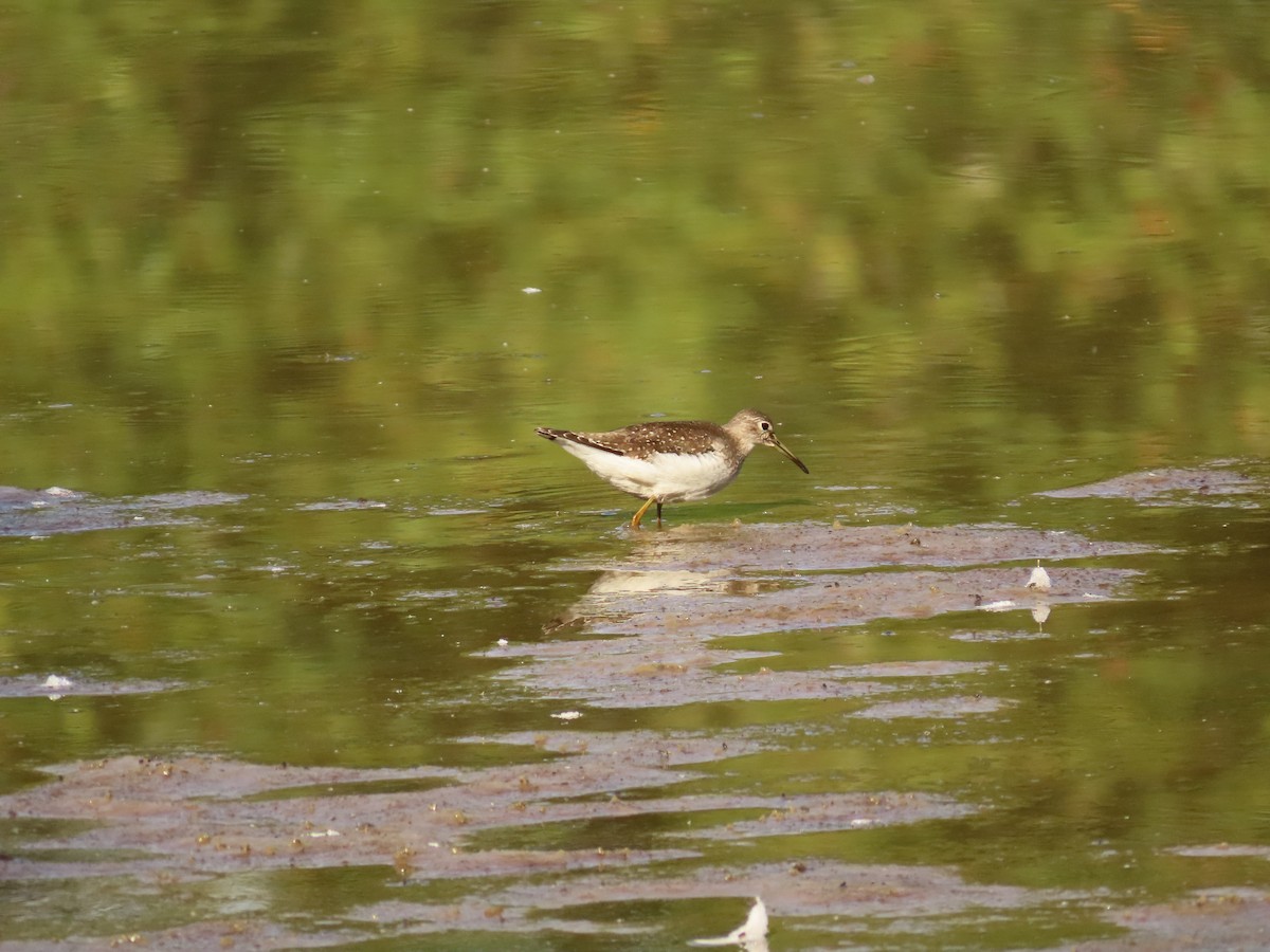Solitary Sandpiper - ML642343961