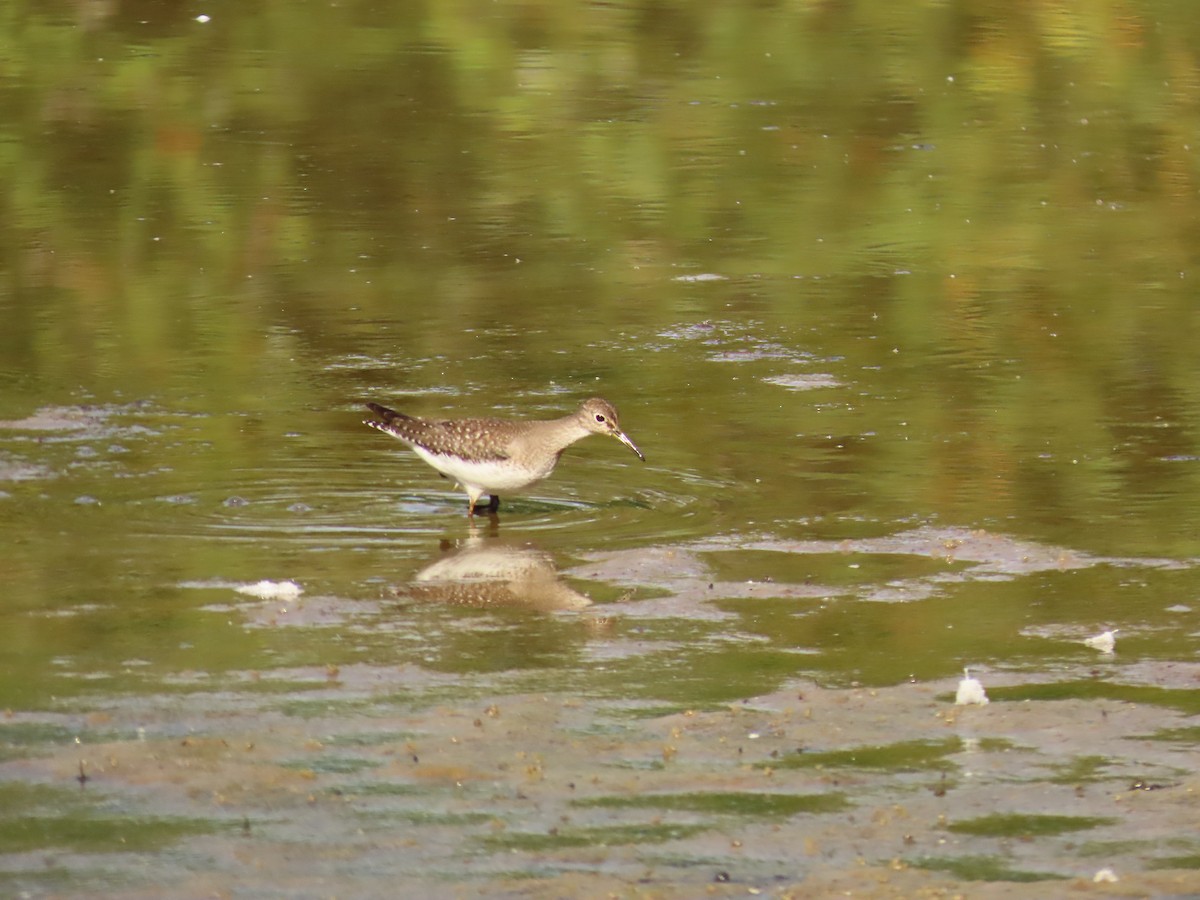 Solitary Sandpiper - ML642343962