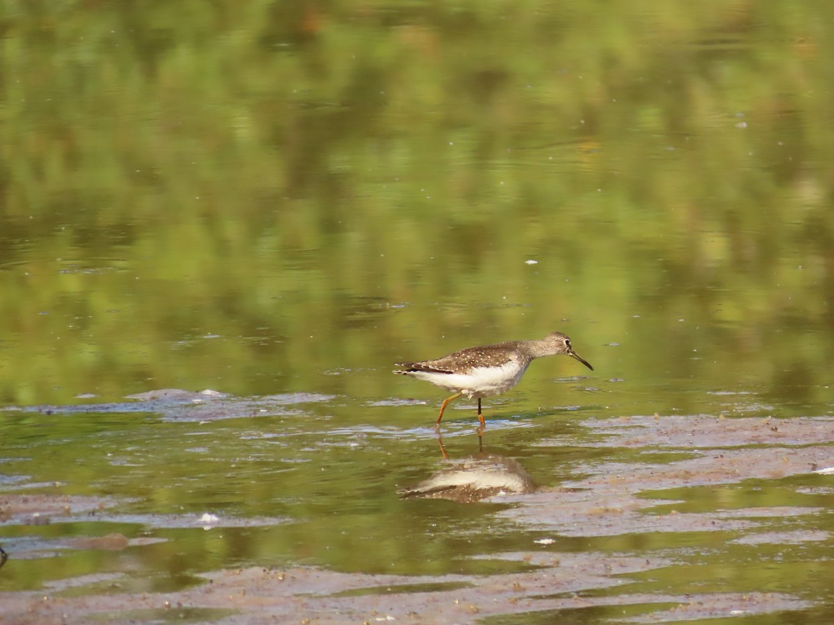 Solitary Sandpiper - ML642343963